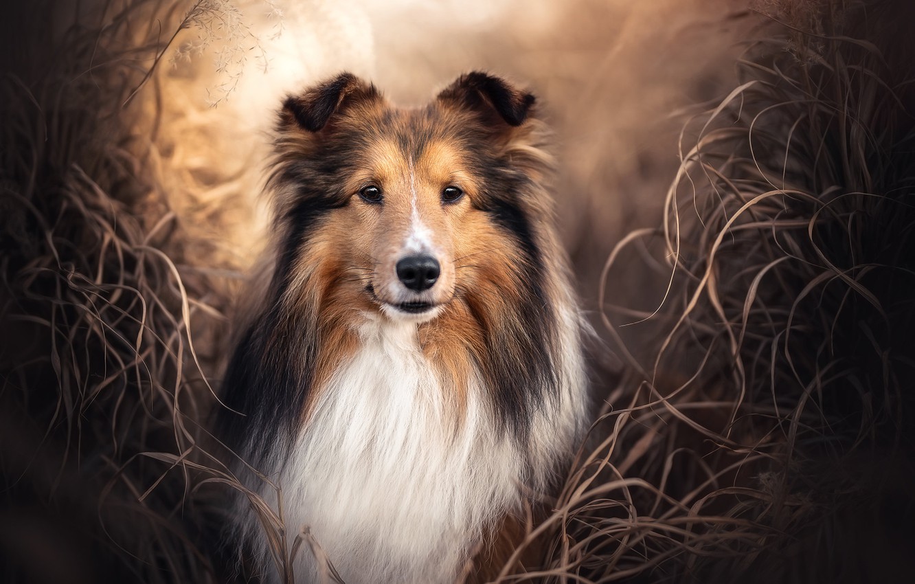 Collie Wallpapers