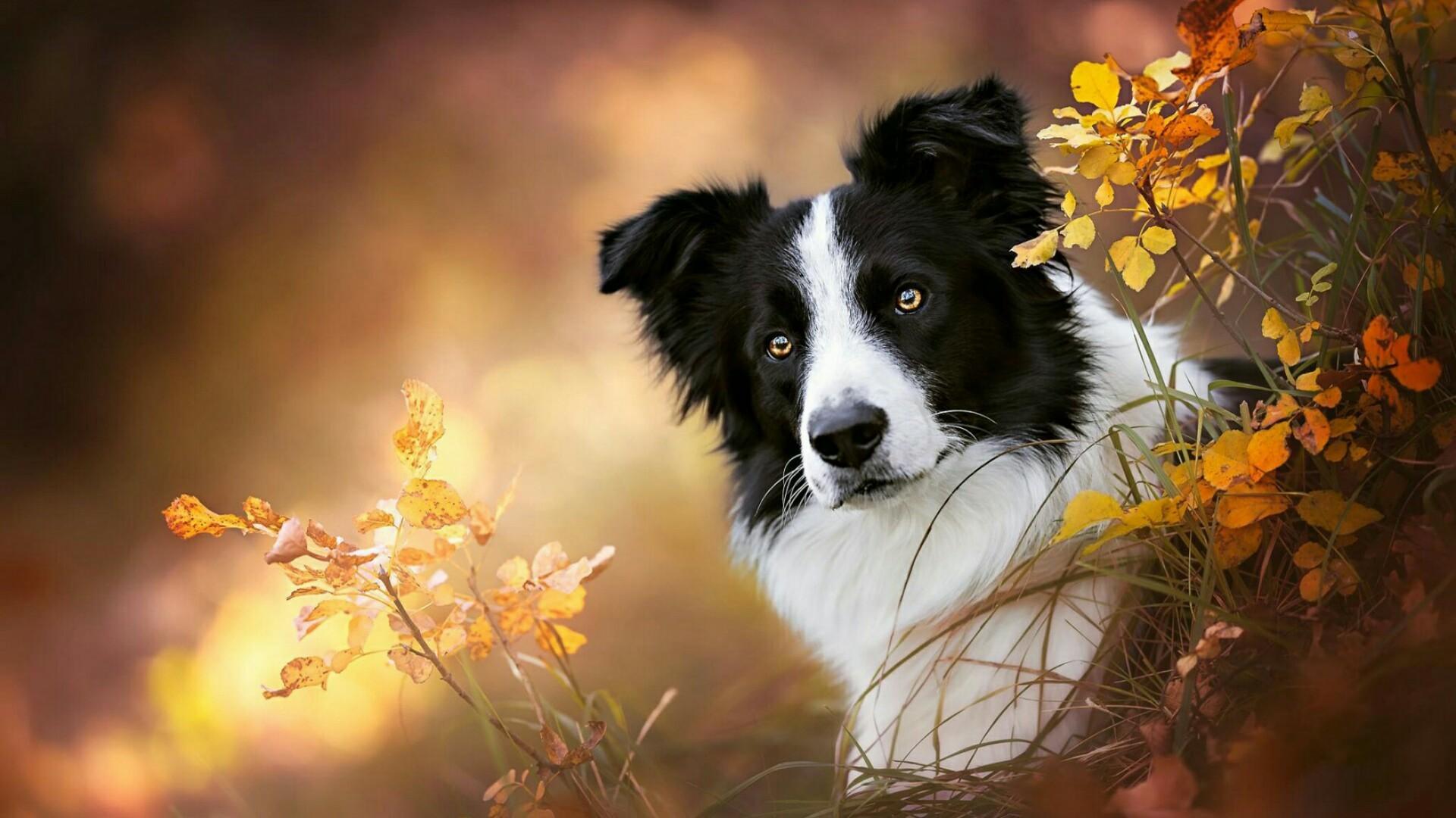 Collie Wallpapers