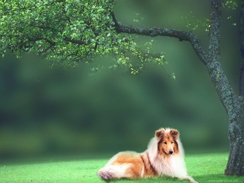 Collie Wallpapers