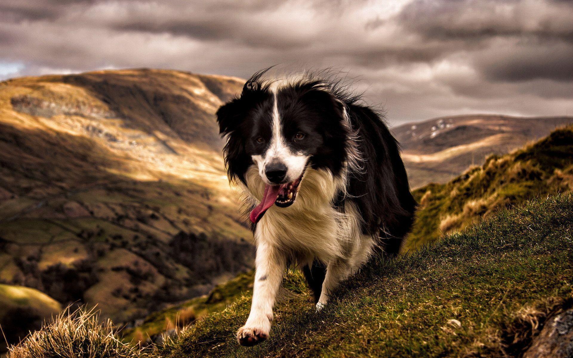 Collie Wallpapers