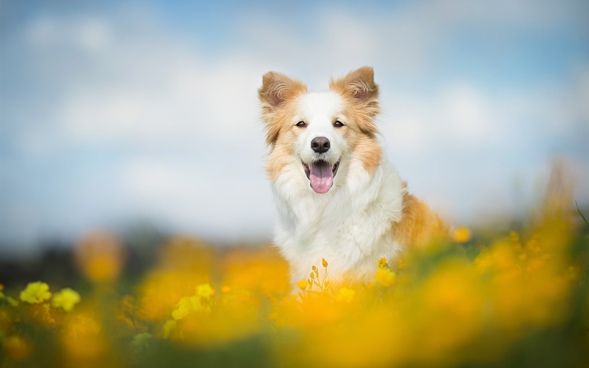 Collie Wallpapers