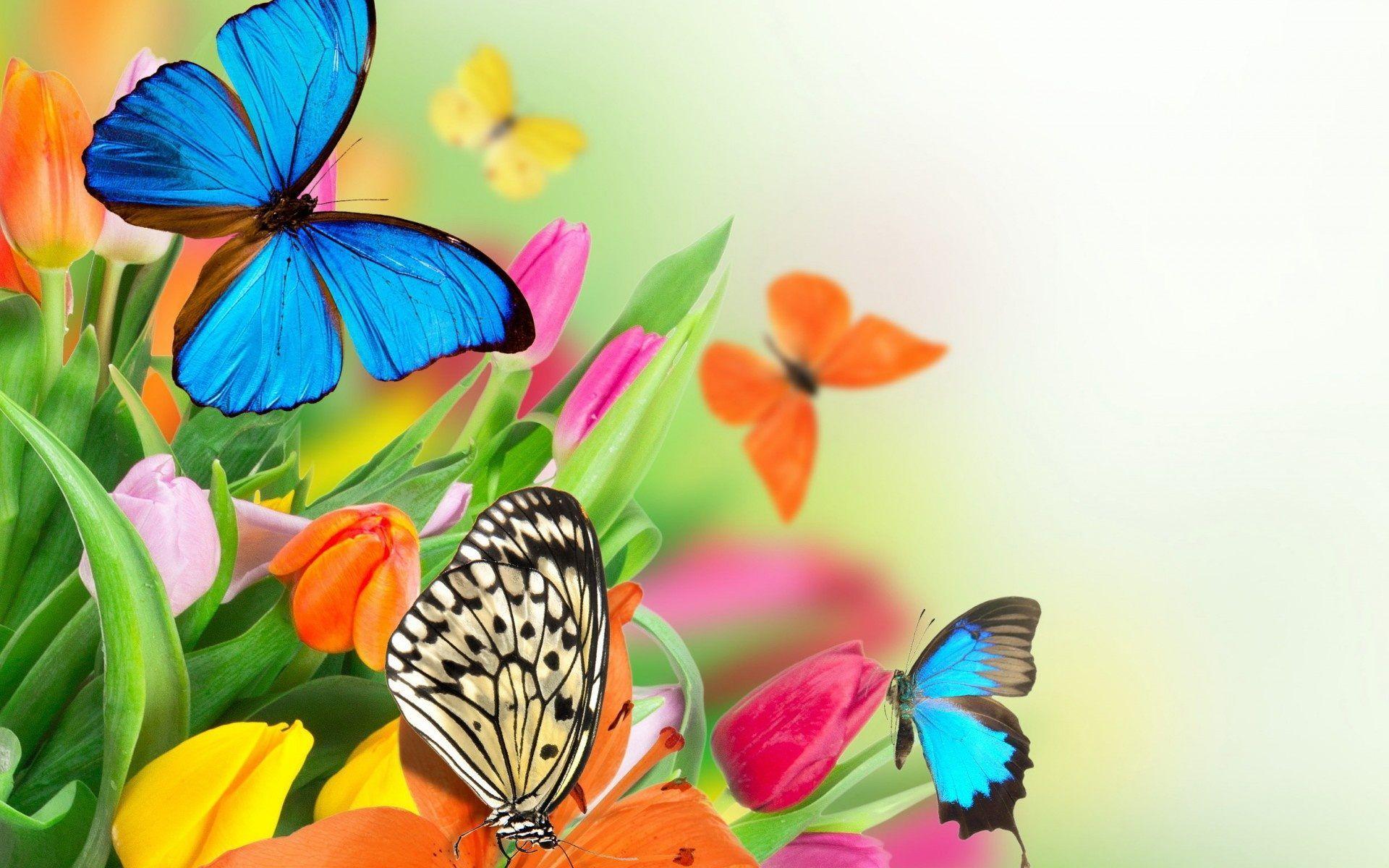 Colorful Butterflies Wallpapers