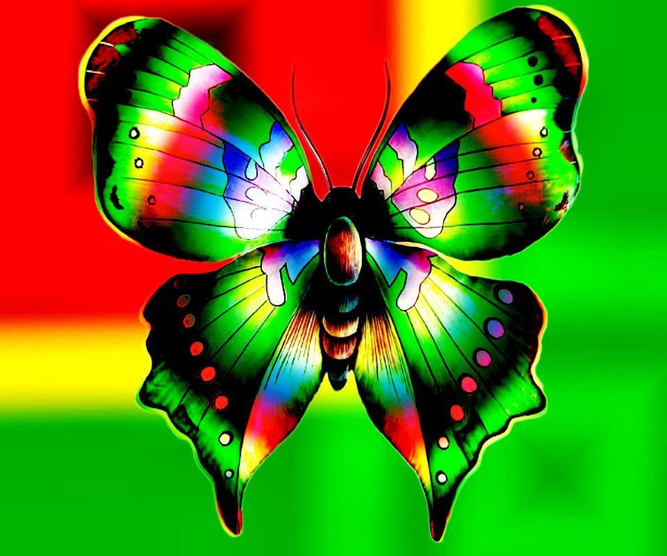 Colorful Butterflies Wallpapers