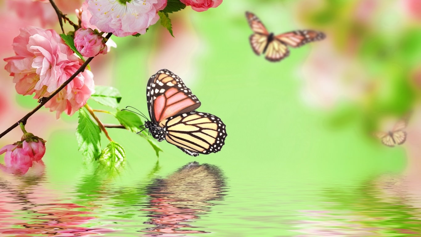 Colorful Butterflies Wallpapers