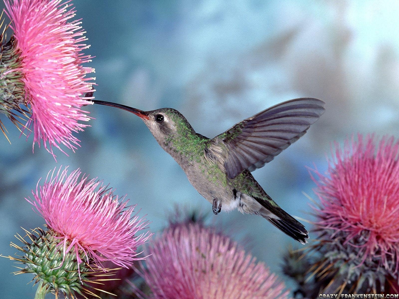 Colorful Hummingbird Wallpapers