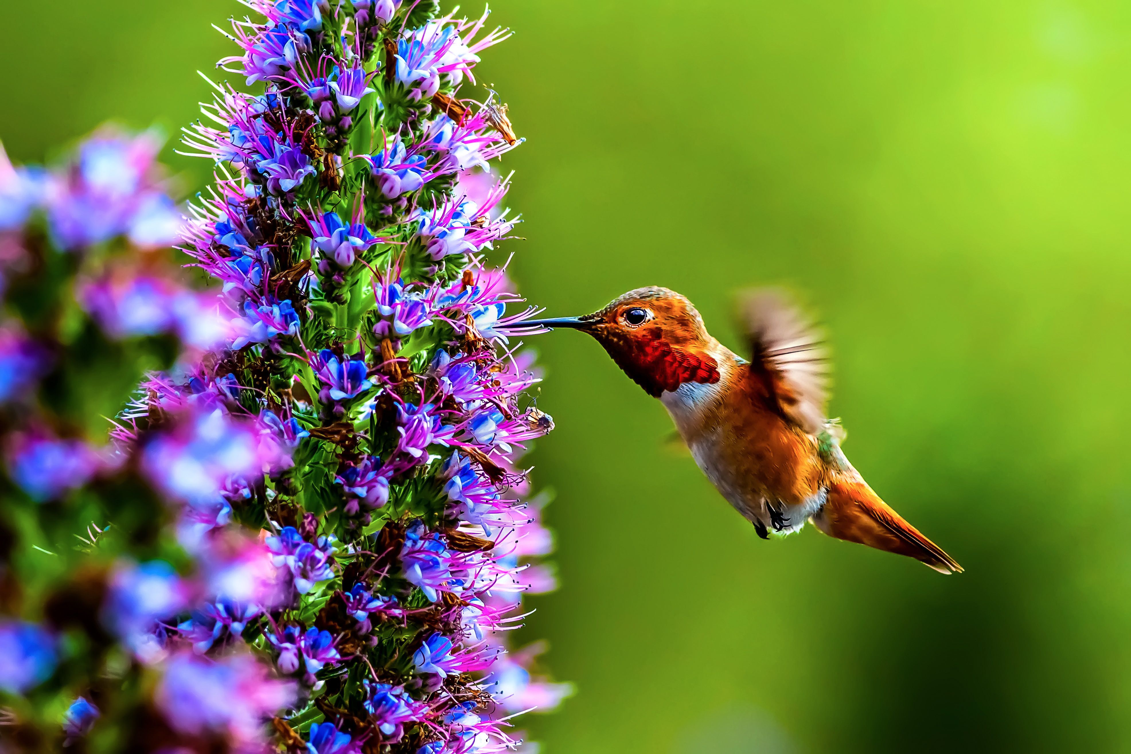 Colorful Hummingbird Wallpapers