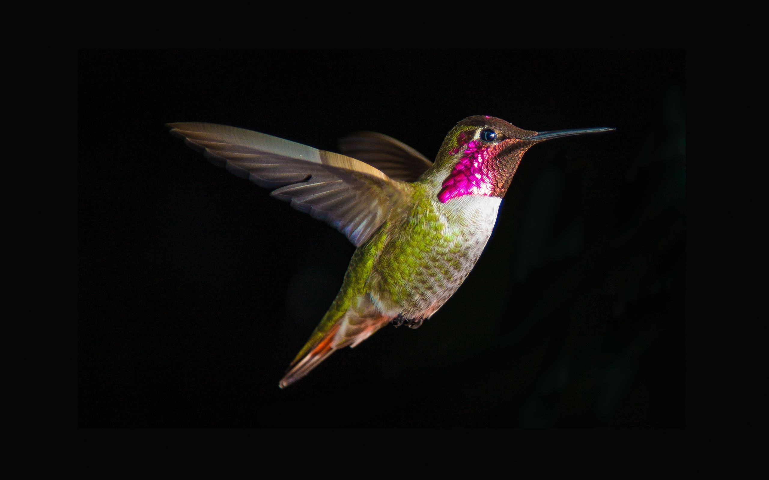 Colorful Hummingbird Wallpapers