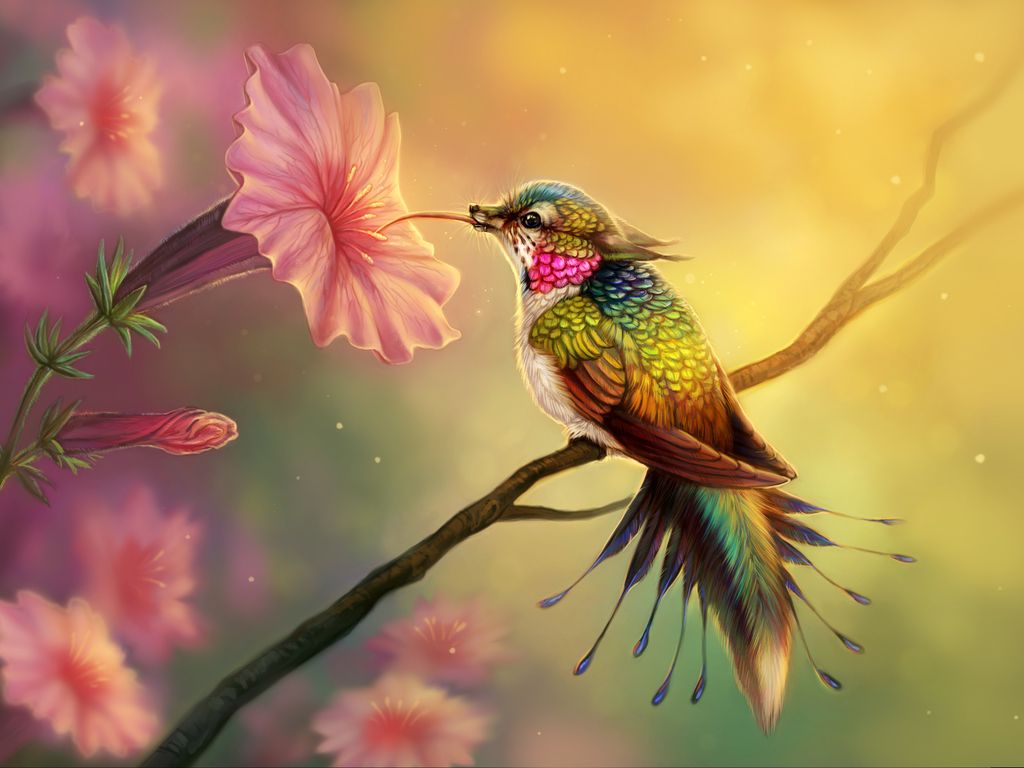 Colorful Hummingbird Wallpapers