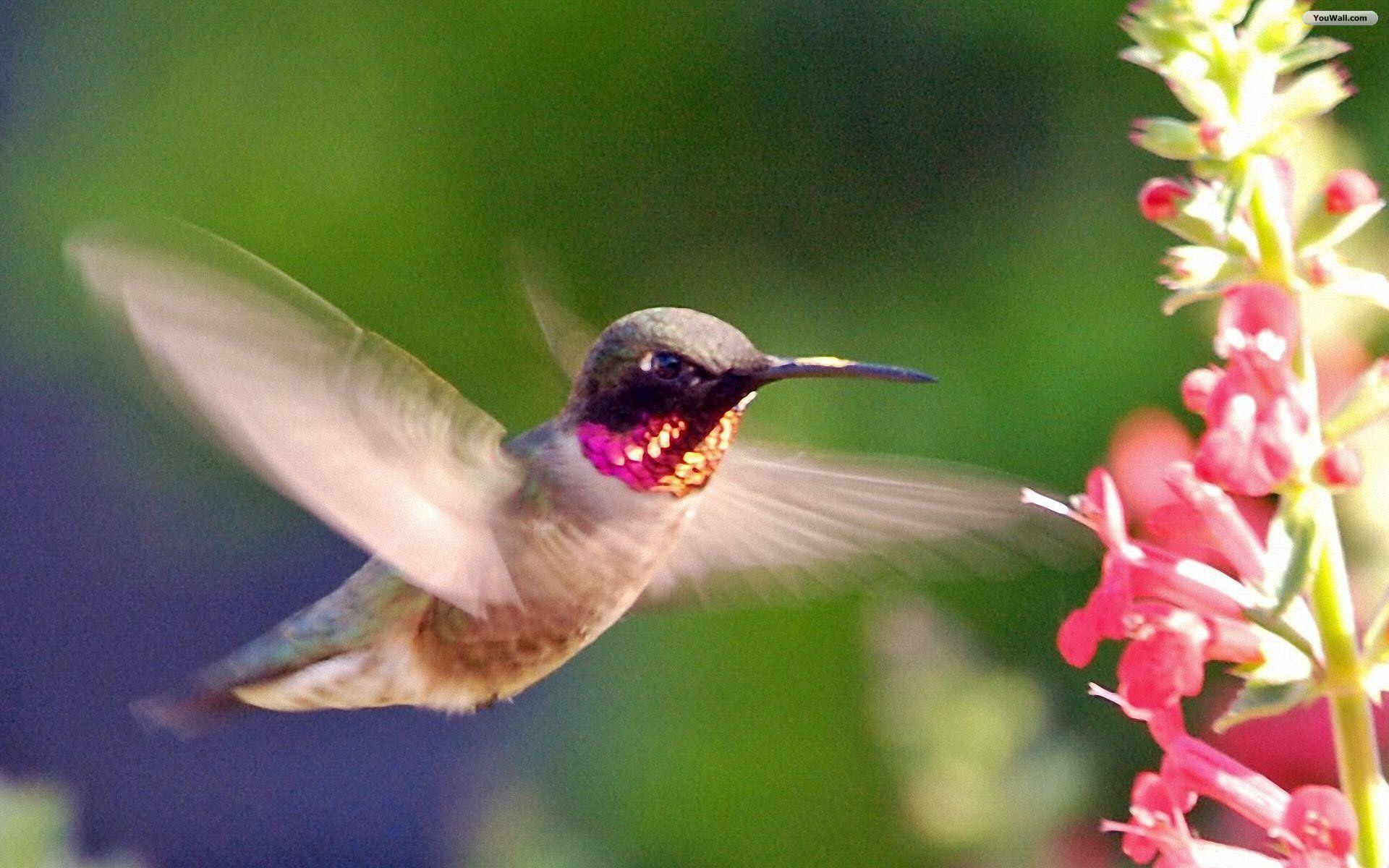 Colorful Hummingbird Wallpapers