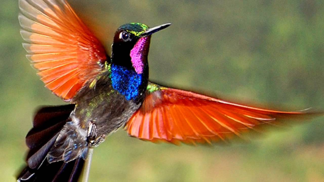 Colorful Hummingbird Wallpapers