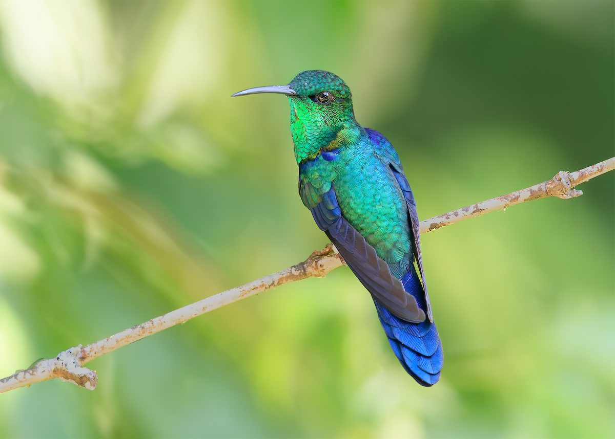 Colorful Hummingbird Wallpapers