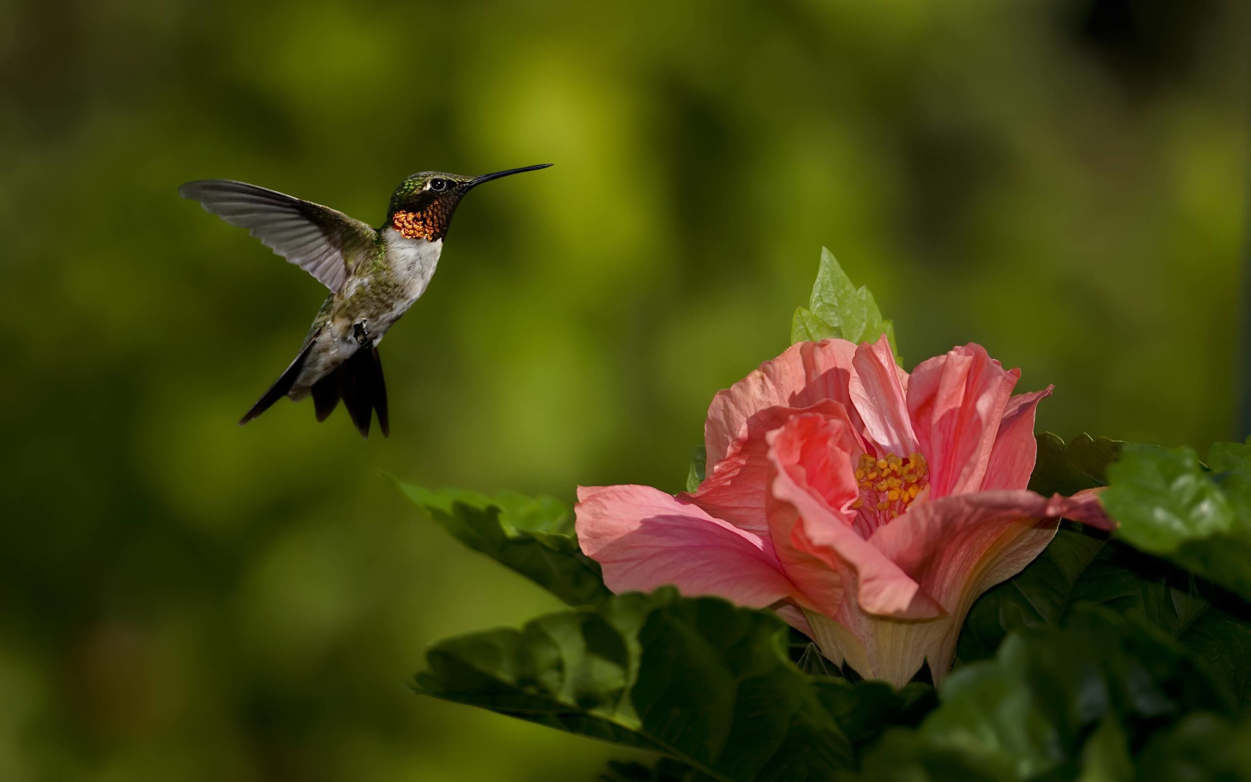 Colorful Hummingbird Wallpapers