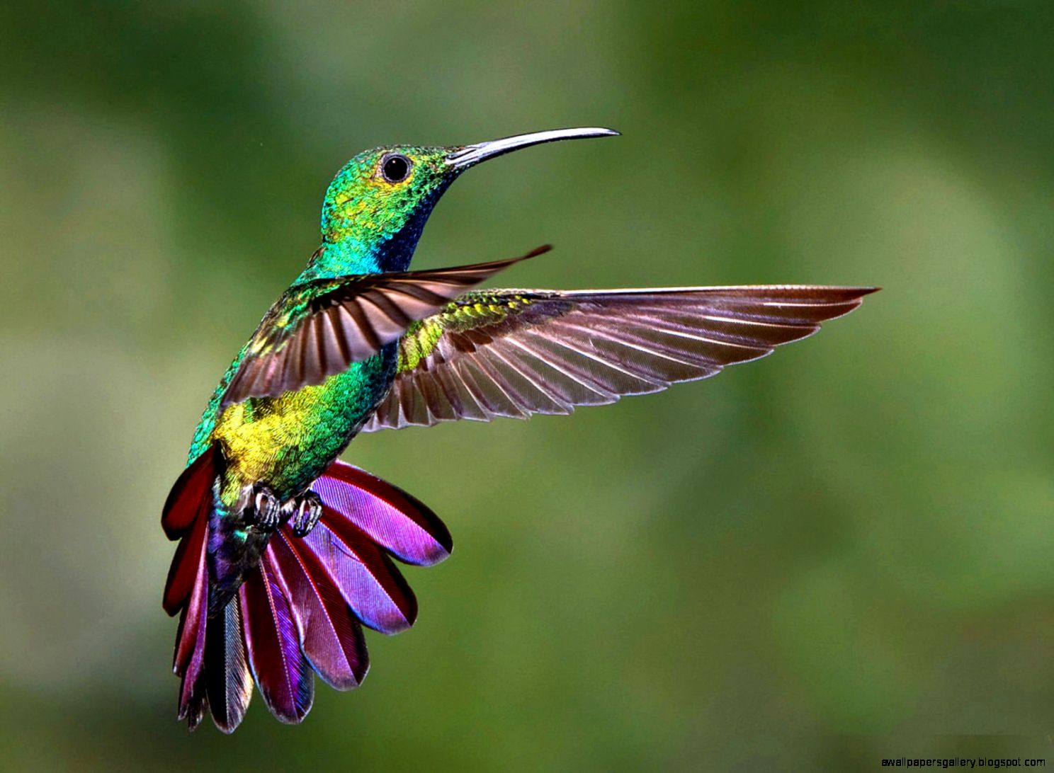 Colorful Hummingbird Wallpapers