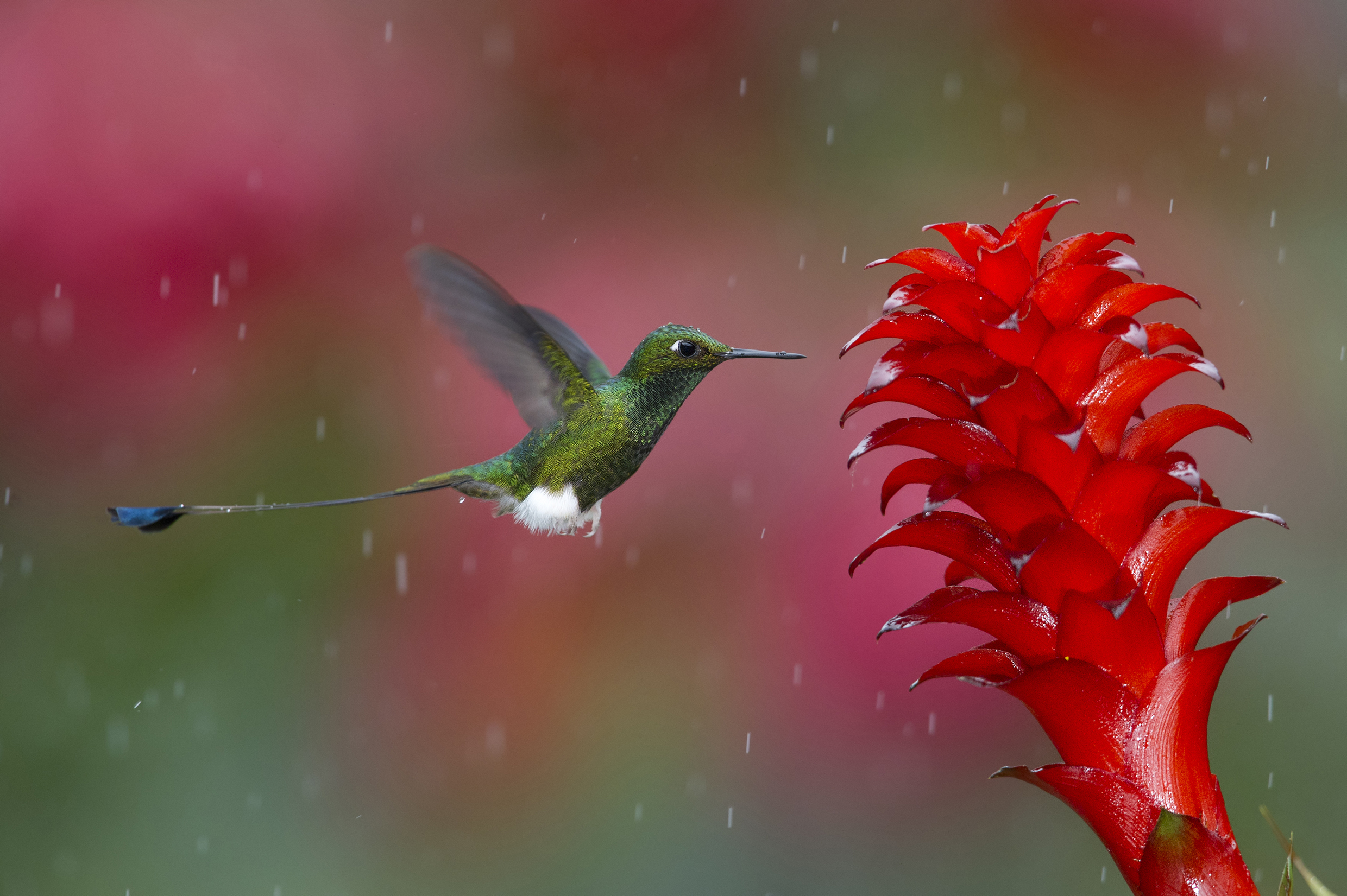 Colorful Hummingbird Wallpapers