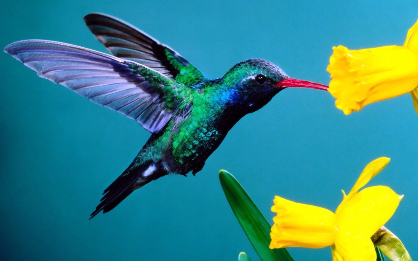 Colorful Hummingbird Wallpapers