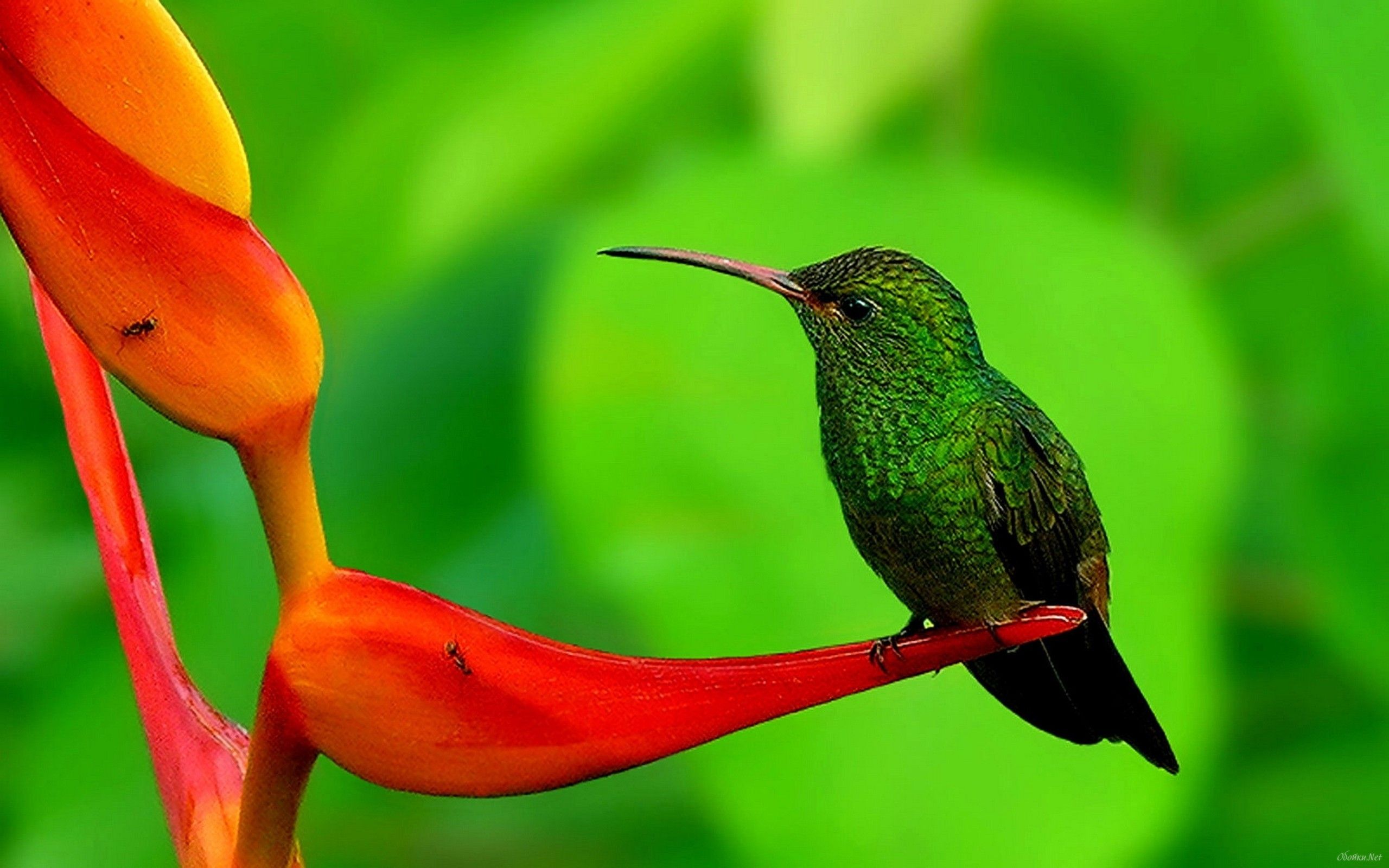 Colorful Hummingbird Wallpapers