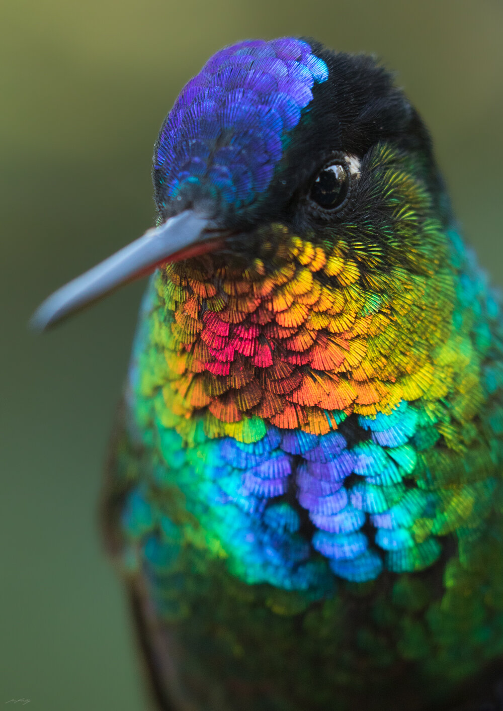 Colorful Hummingbird Wallpapers