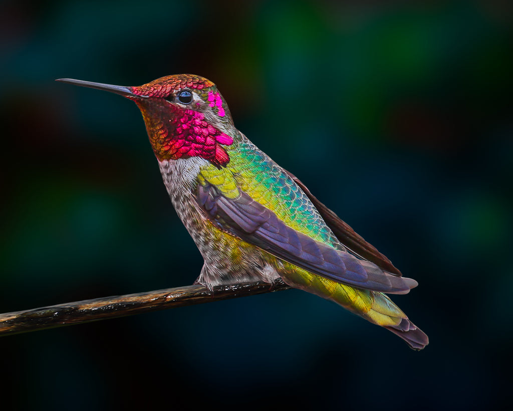 Colorful Hummingbird Wallpapers