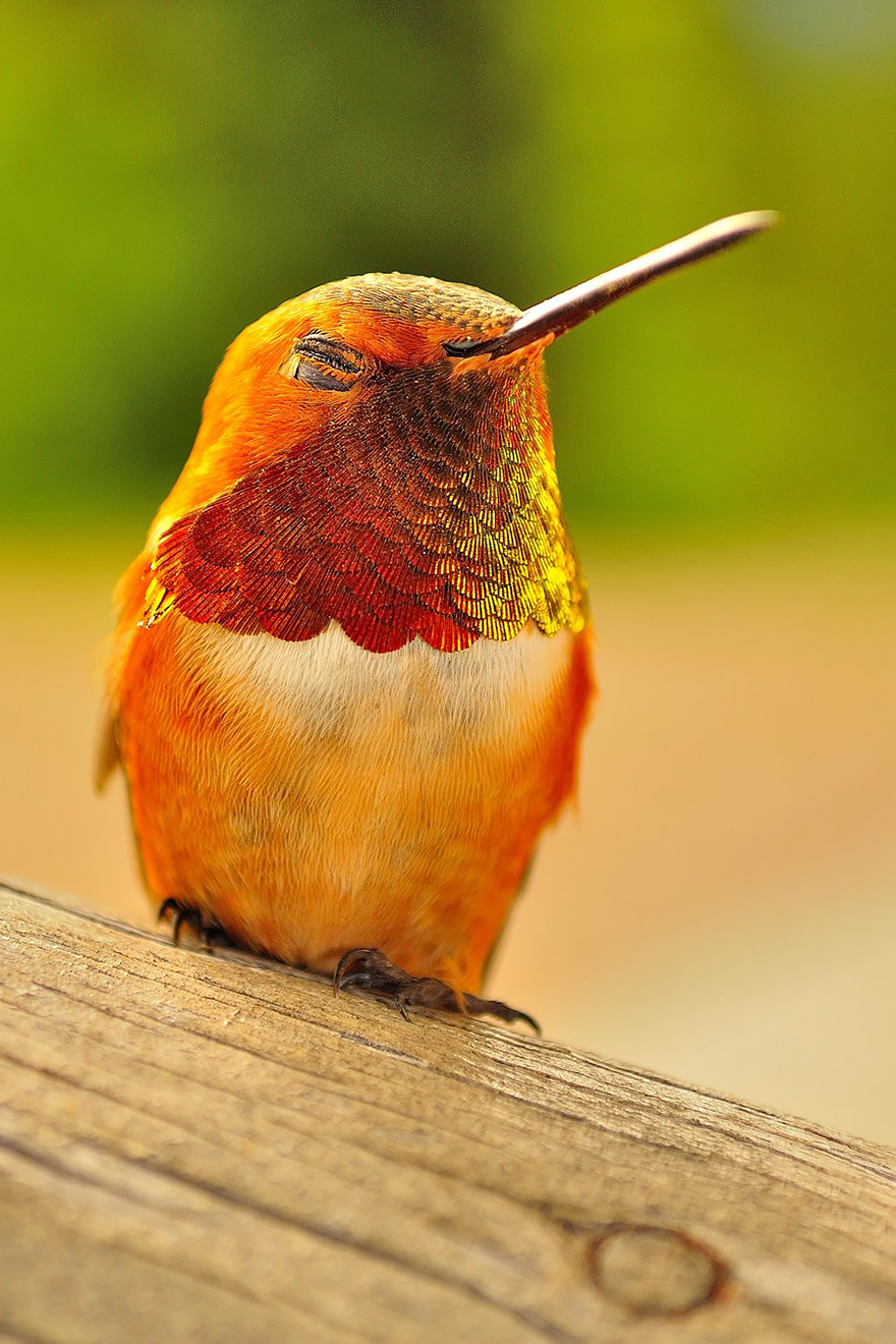 Colorful Hummingbird Wallpapers