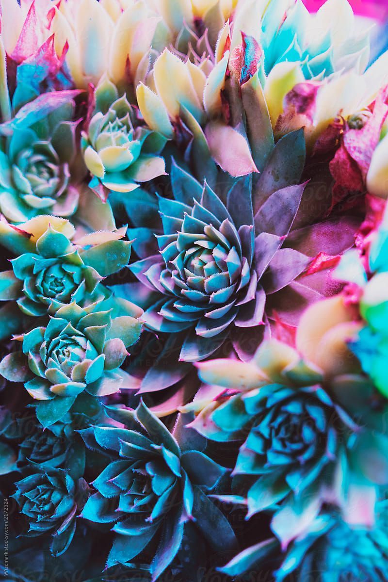 Colorful Succulent Wallpapers