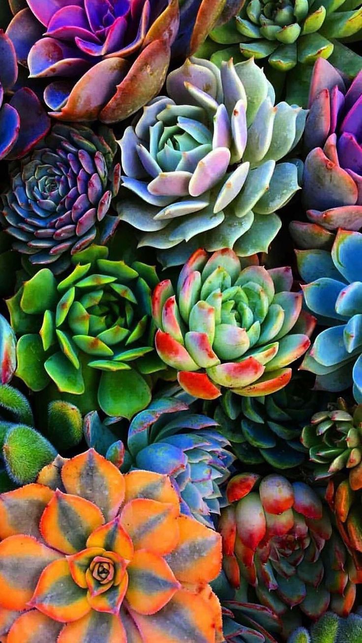 Colorful Succulent Wallpapers