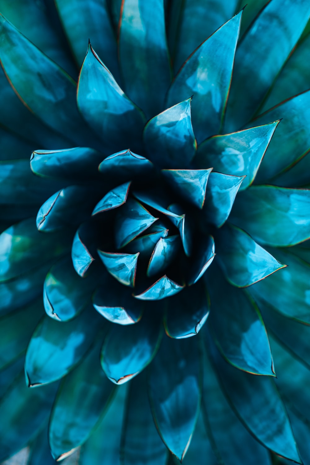 Colorful Succulent Wallpapers