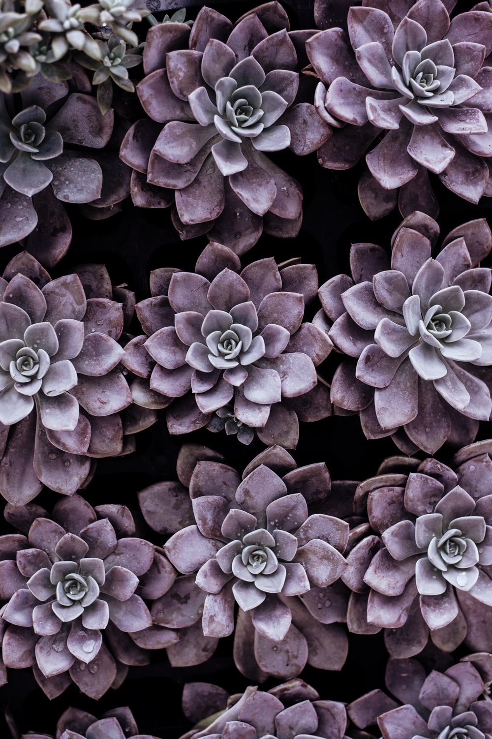 Colorful Succulent Wallpapers