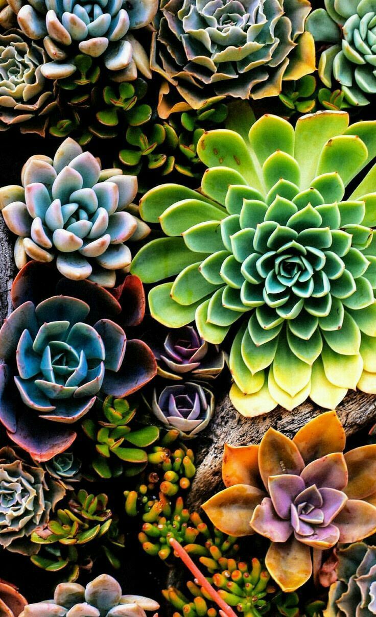 Colorful Succulent Wallpapers