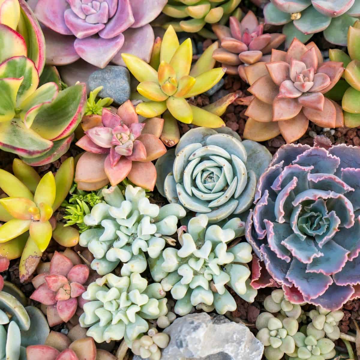 Colorful Succulent Wallpapers