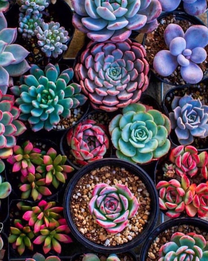 Colorful Succulent Wallpapers