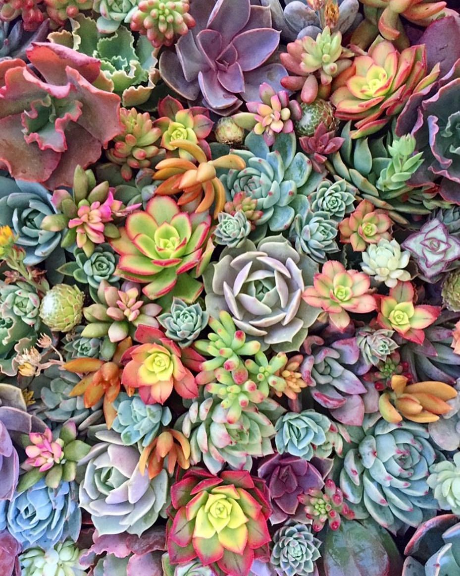 Colorful Succulent Wallpapers