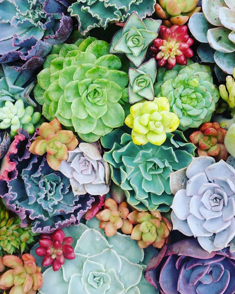 Colorful Succulent Wallpapers