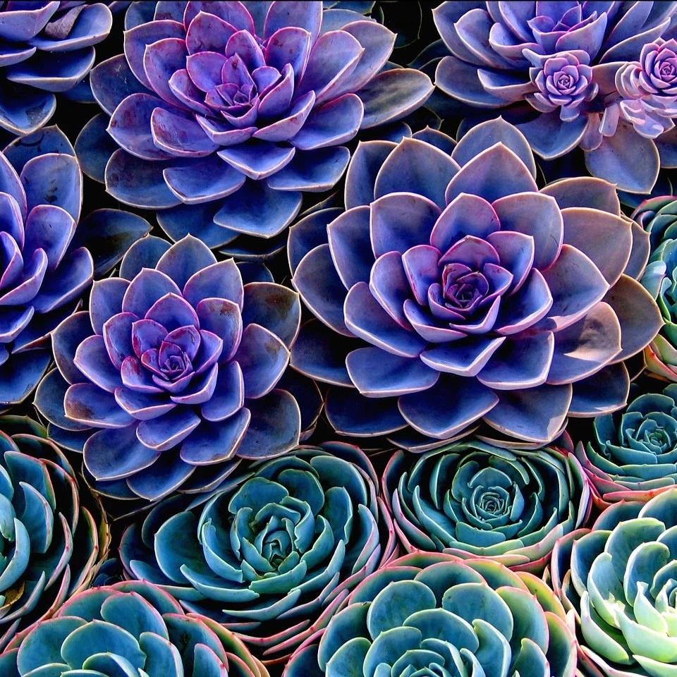 Colorful Succulent Wallpapers