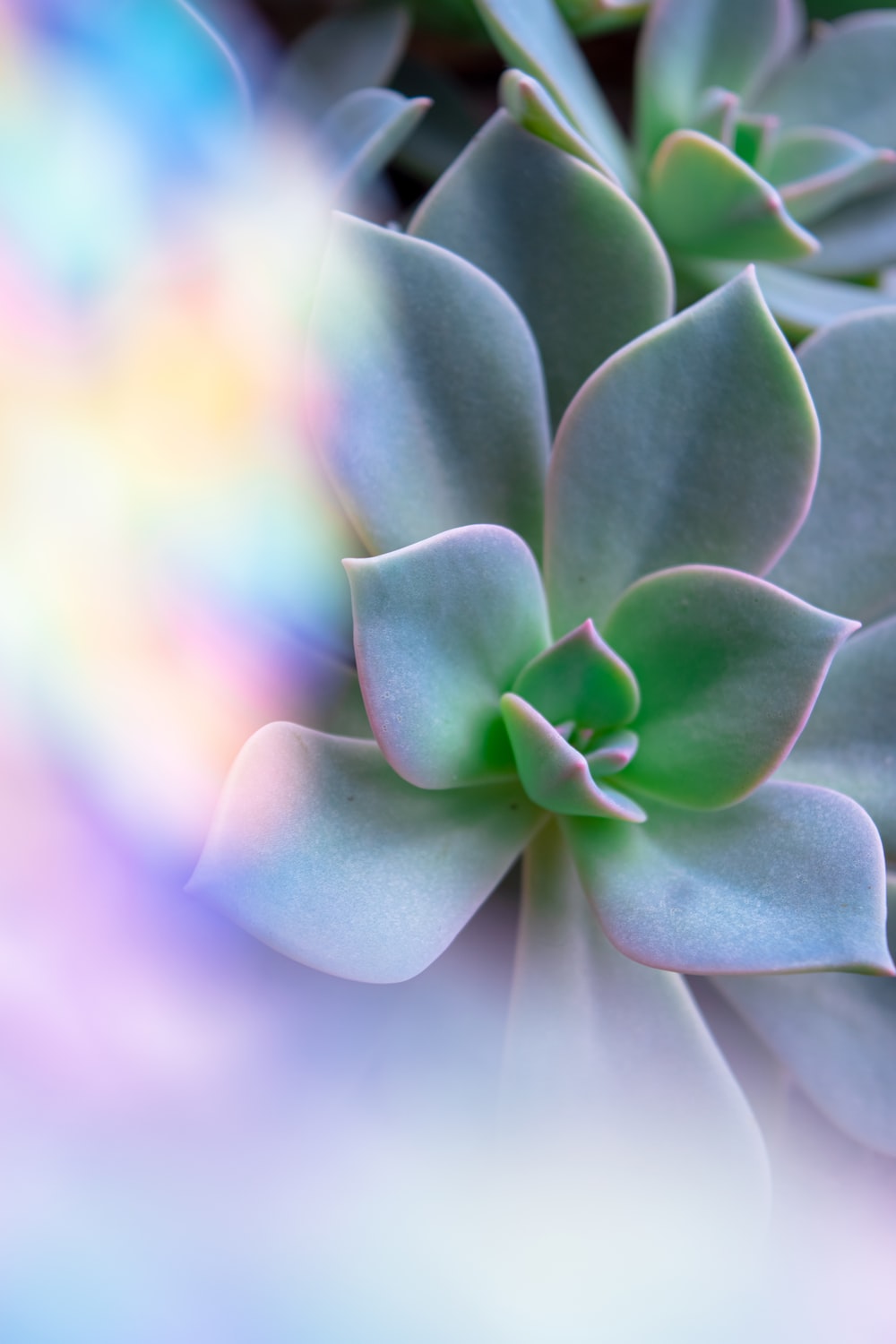 Colorful Succulent Wallpapers