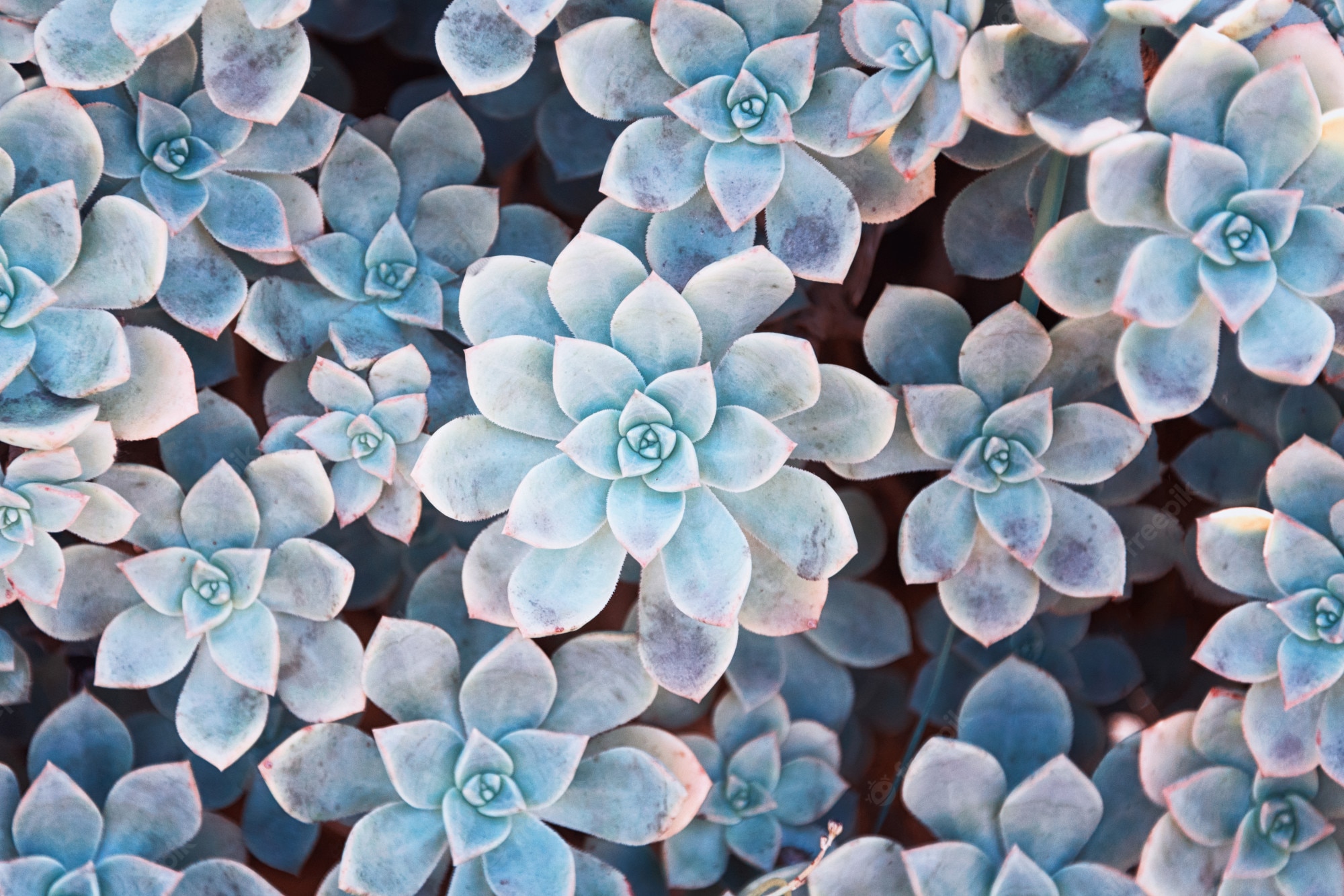 Colorful Succulent Wallpapers