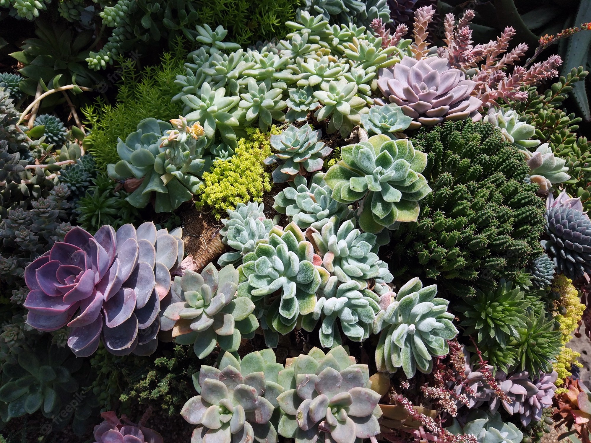 Colorful Succulent Wallpapers