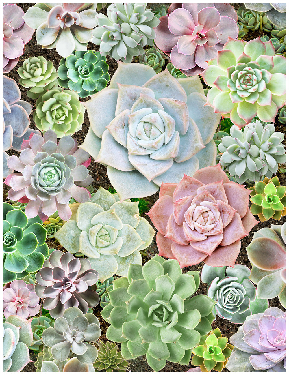 Colorful Succulent Wallpapers