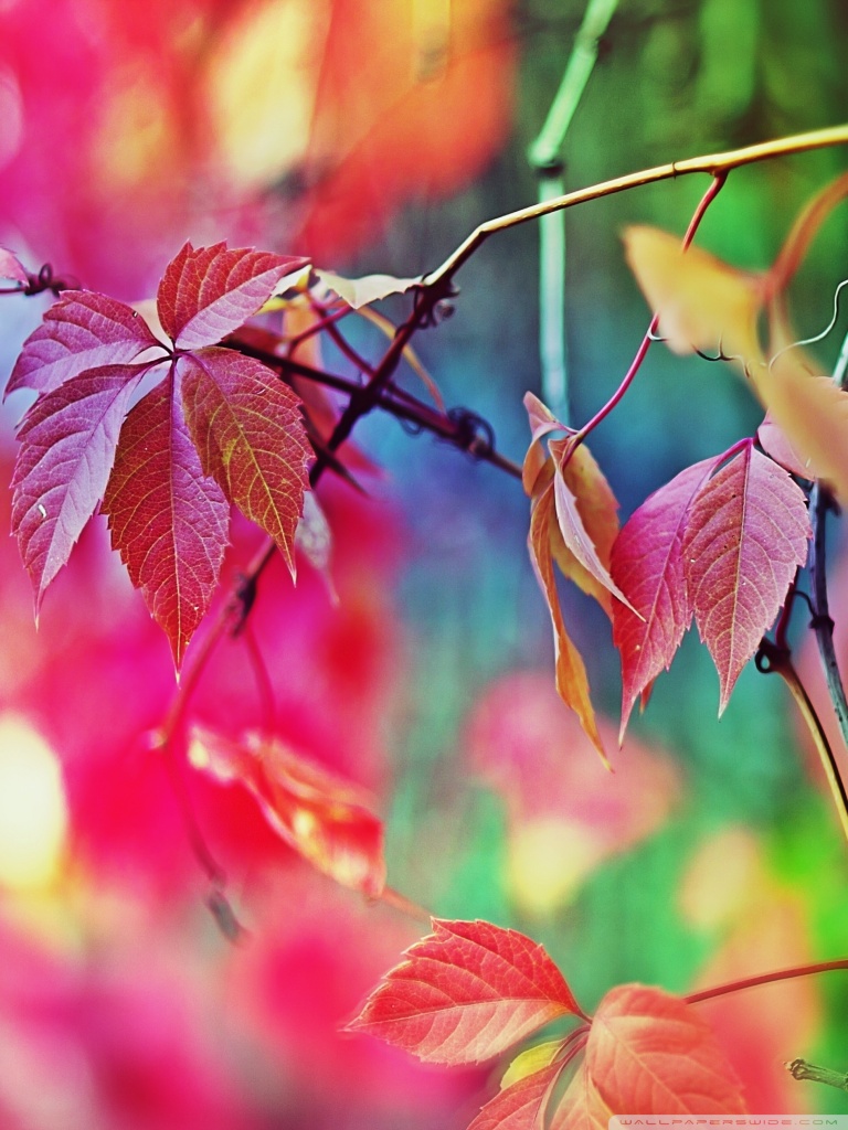 Colourful Nature Wallpapers