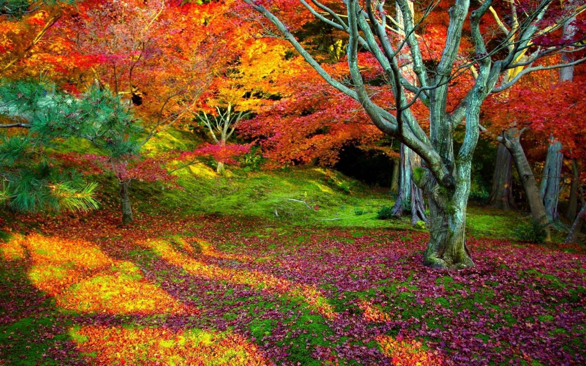 Colourful Nature Wallpapers