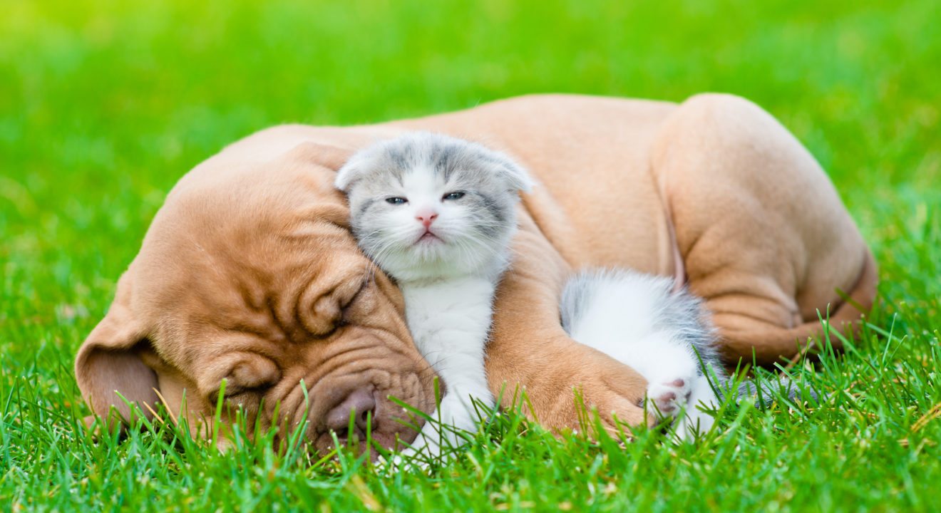 Comfort Animal Hug Wallpapers