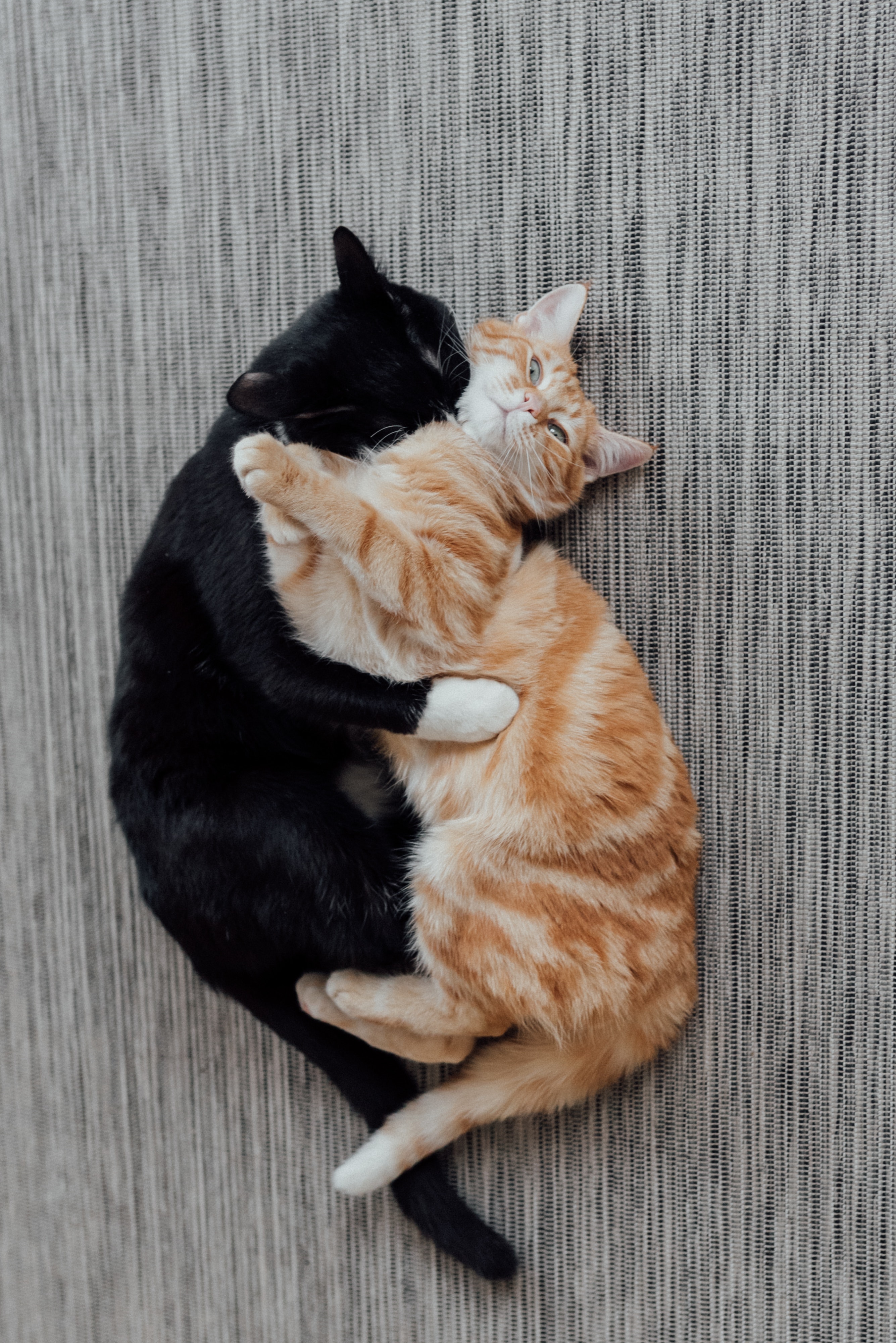 Comfort Animal Hug Wallpapers