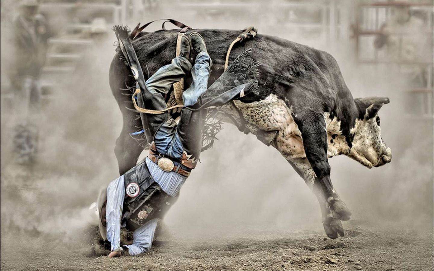 Cool Bull Riding Wallpapers