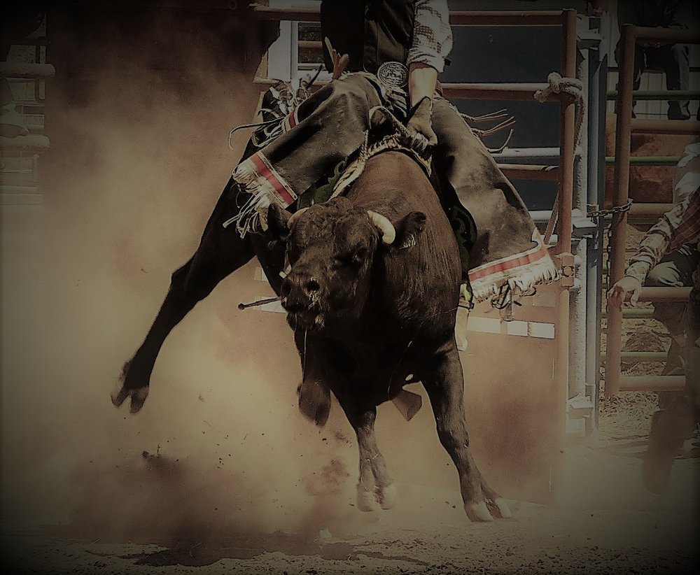 Cool Bull Riding Wallpapers