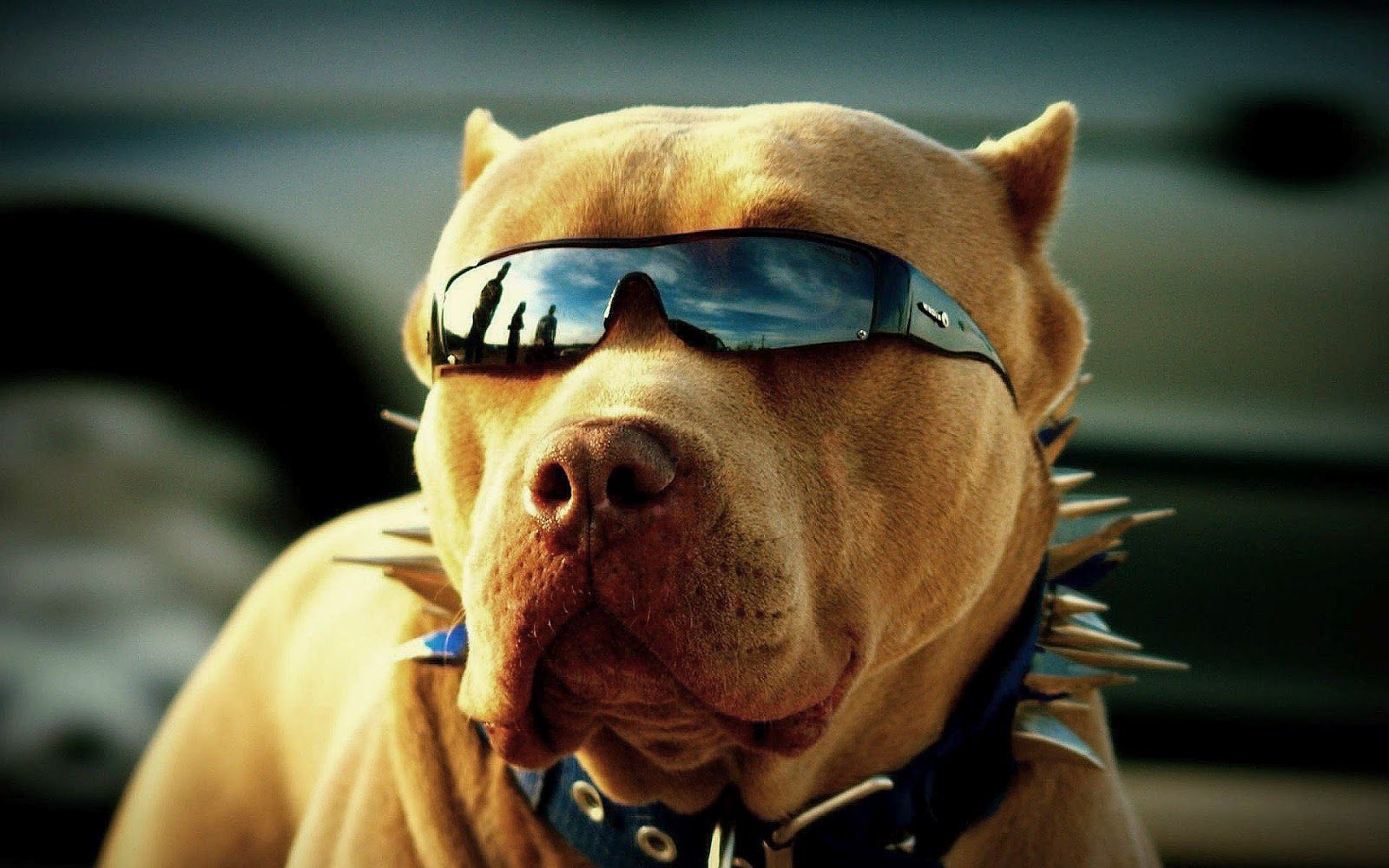 Cool Dogs Wallpapers