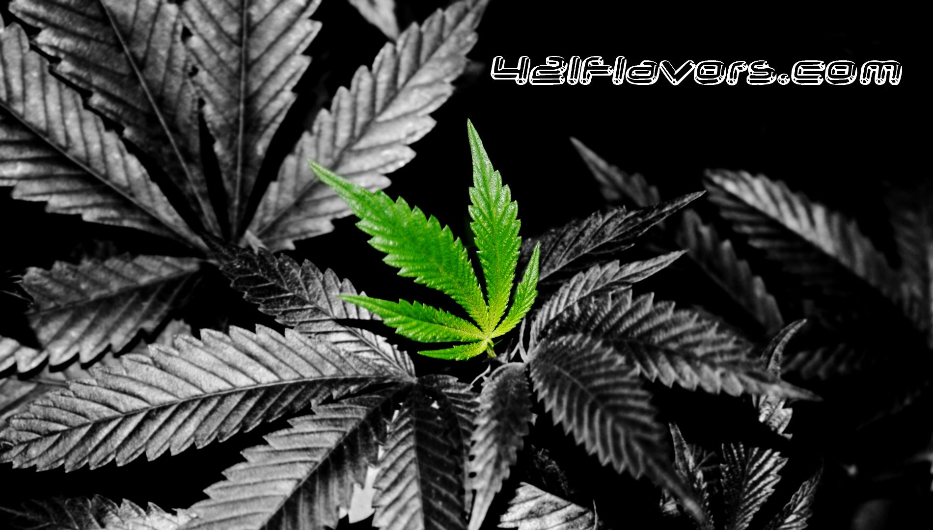 Cool Weed Wallpapers