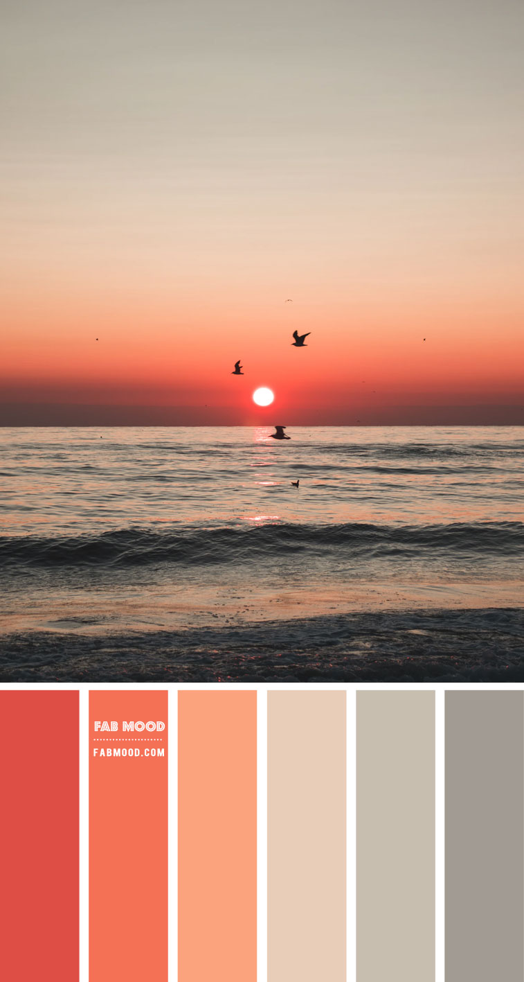 Coral Color Wallpapers