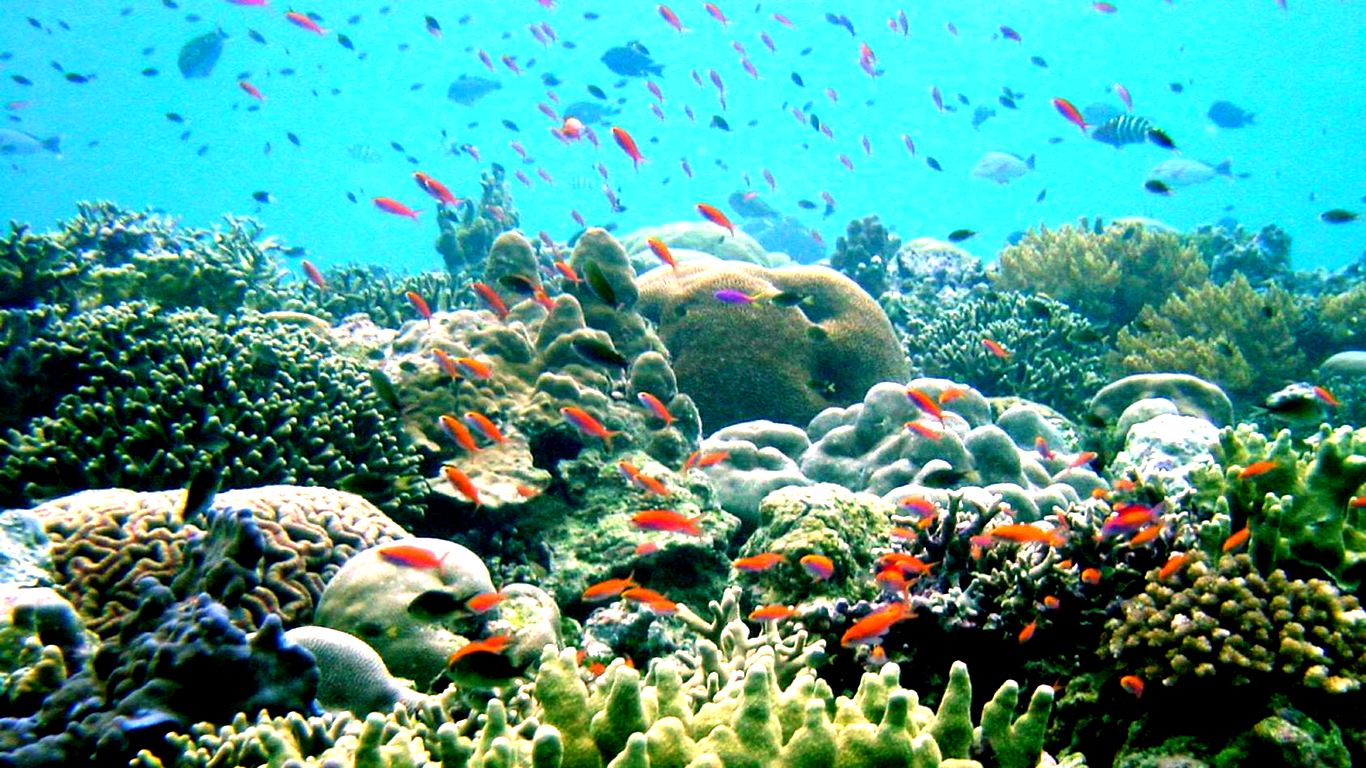 Coral Reef 1920X1080 Wallpapers