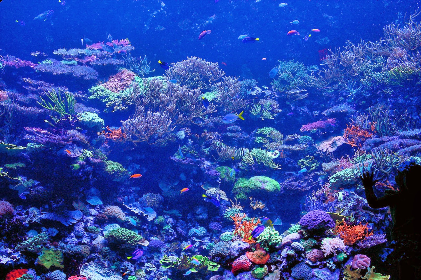 Coral Reef 1920X1080 Wallpapers