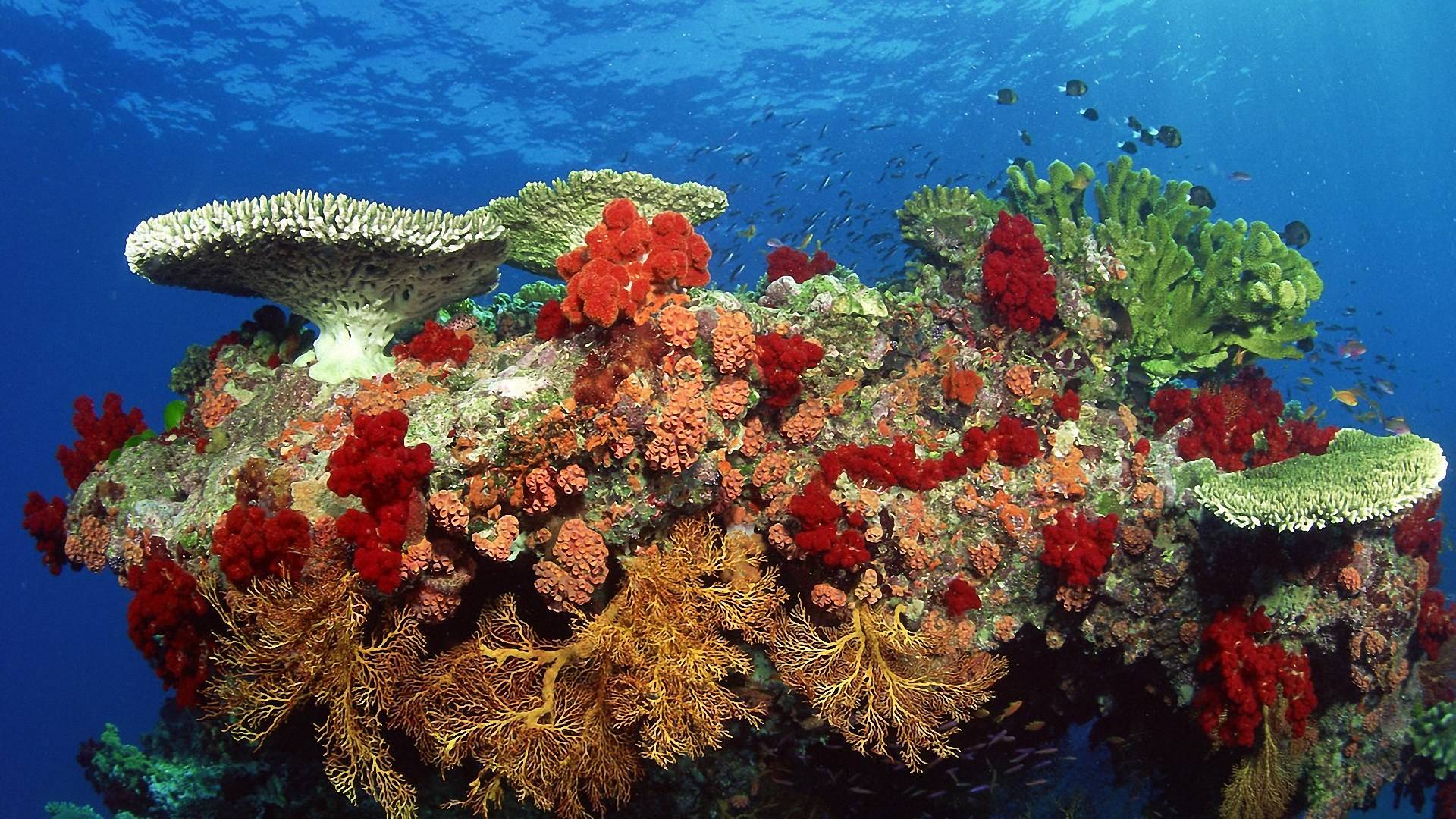 Coral Reef 1920X1080 Wallpapers