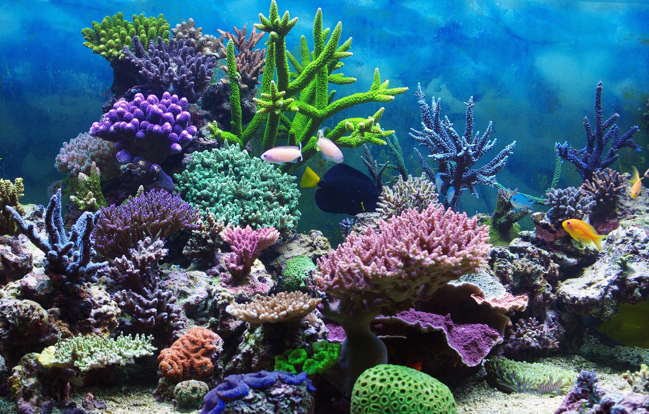 Coral Reef 1920X1080 Wallpapers